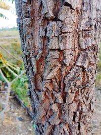 Close-up of tree trunk