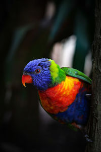 Curious rainbow lorikeet