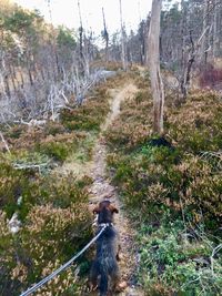 Dog in a forest