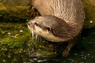 High angle close-up of wet otter in river