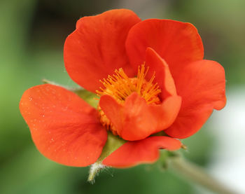 Close-up of red flower