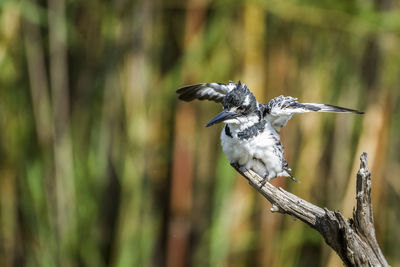 Close-up of a bird flying