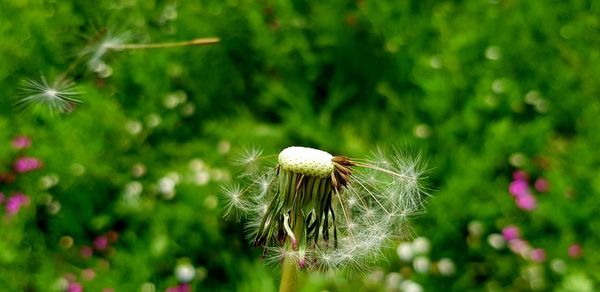 Close-up of dandelion on plant