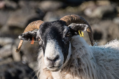 Close-up of sheep