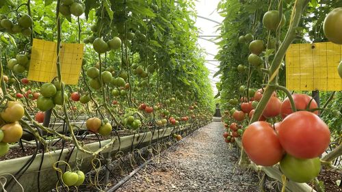 Fruits growing on plant