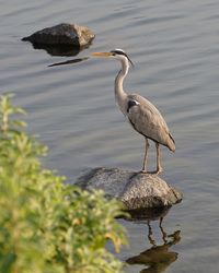 Birds in calm water