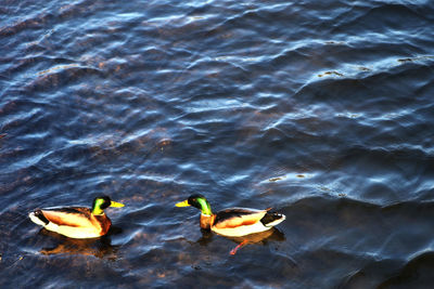 Ducks swimming in lake