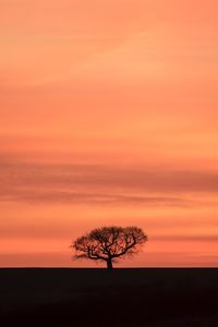 Silhouette of tree at sunset