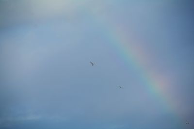 Low angle view of bird flying in sky