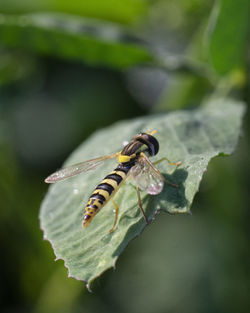 Close-up of insect on leaf