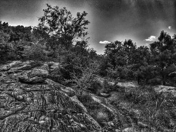 Scenic view of trees against sky