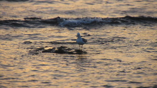 Ducks on sea shore