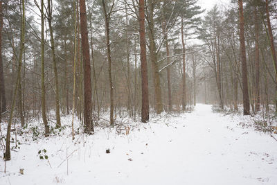 Trees on snow covered land
