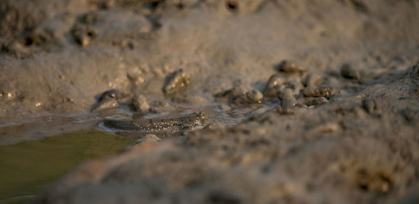 Close-up of crab on sand at beach