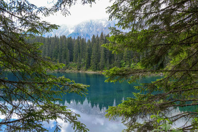 Scenic view of lake and pine trees against sky