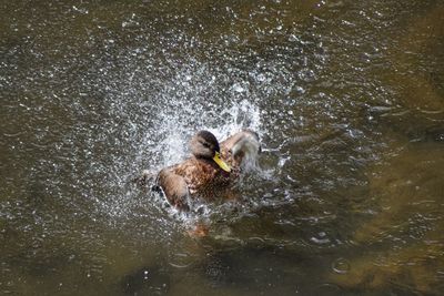 High angle view of dog swimming in lake