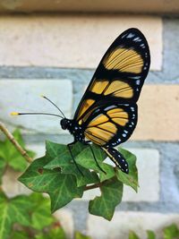 Close-up of butterfly on leaf