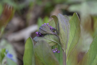 Close-up of purple flowering plant