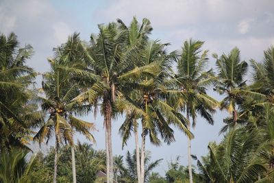 Low angle view of coconut palm trees against sky