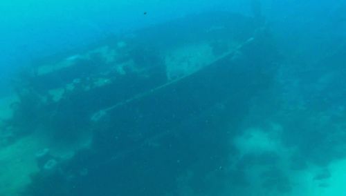 High angle view of jellyfish swimming in sea