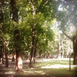 tree
