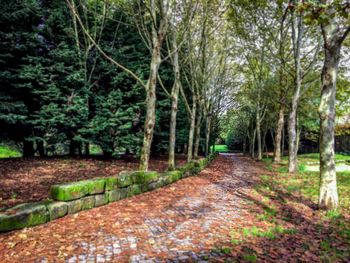 Narrow pathway along trees