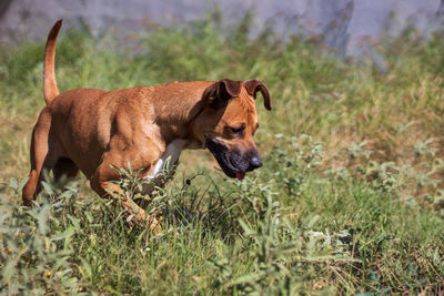 View of a dog on field