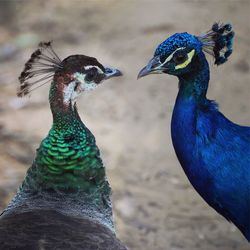 Close-up of peacock