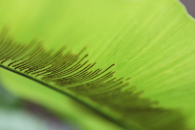 Close-up of green leaf