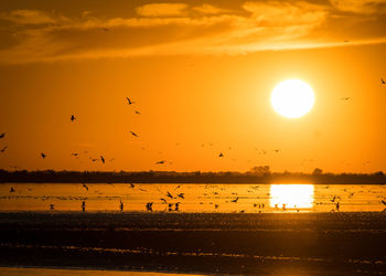 Silhouette birds flying in sky during sunset