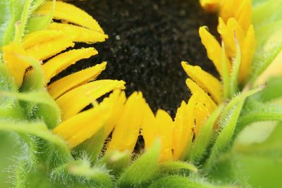 Close up of yellow flowers