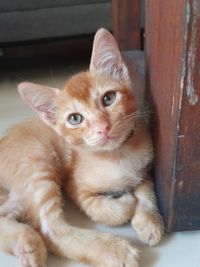 Close-up portrait of a cat