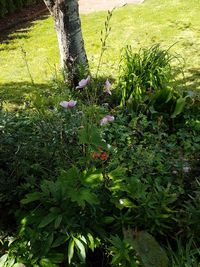 View of plants growing in park