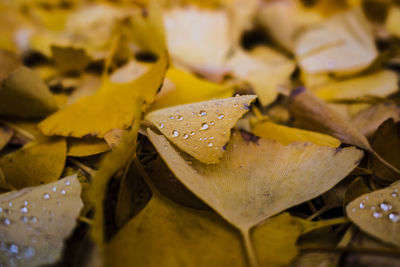 Close-up of raindrops on yellow leaves