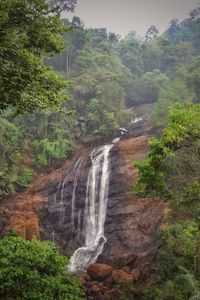Scenic view of waterfall in forest