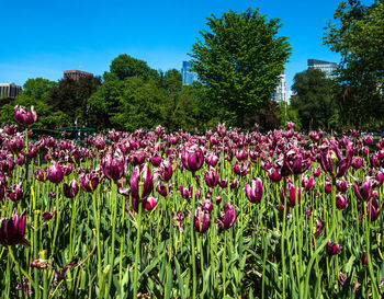 Purple flowering tulips in a field against  a blue sky.