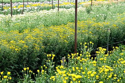 Yellow flowering plants on field