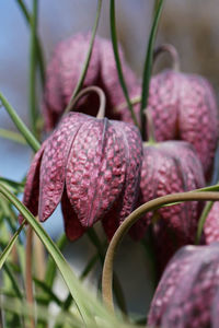 Close-up of pink flowering plant
