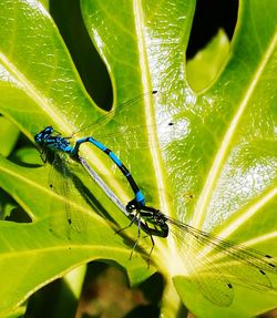 Close-up of insect on plant