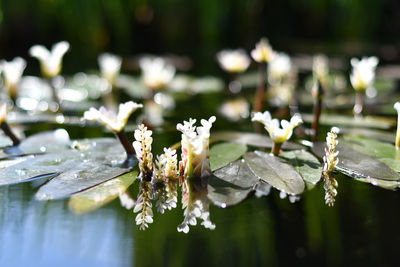 Close-up of flowering plant leaves in water