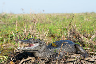 Close-up of snake on field