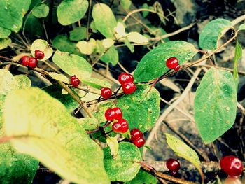 Close-up of red berries on tree