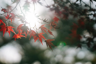 Close-up of maple leaves on tree