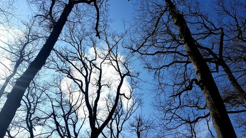 Low angle view of bare trees against sky