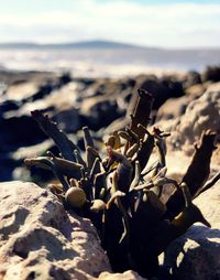 Close-up of cactus growing on beach