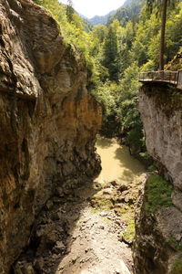 Scenic view of river amidst trees