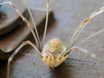 Close-up of spider on porch