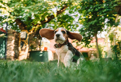 Dog on grassy field