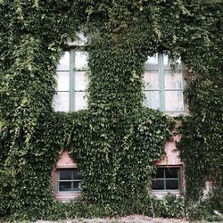 Close-up of ivy growing on tree