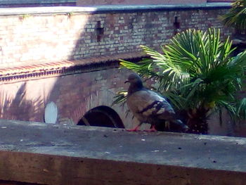 Bird perching on stone wall